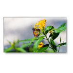 NEC UN462VA Professional-Grade Display