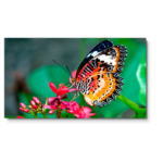 NEC UN492S Professional-Grade Display
