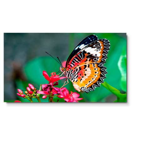 NEC UN492S Professional-Grade Display